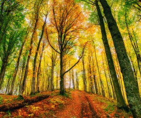 Autumn forest Stock Photo 11