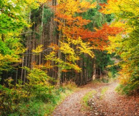 Autumn forest Stock Photo 12
