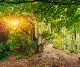 Autumn forest Stock Photo 13