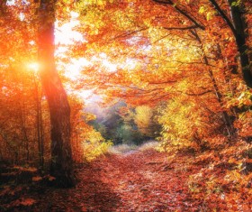 Autumn forest Stock Photo 14