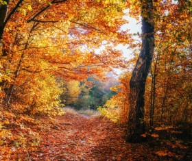 Autumn forest Stock Photo 15
