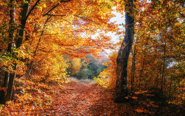 Autumn forest Stock Photo 15