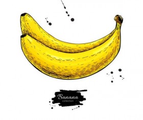 Banana hand darwing vector material 01