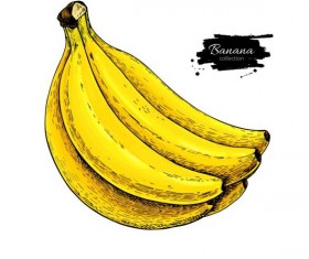 Banana hand darwing vector material 02