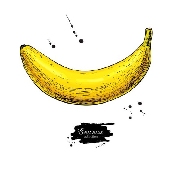 Banana hand darwing vector material 03