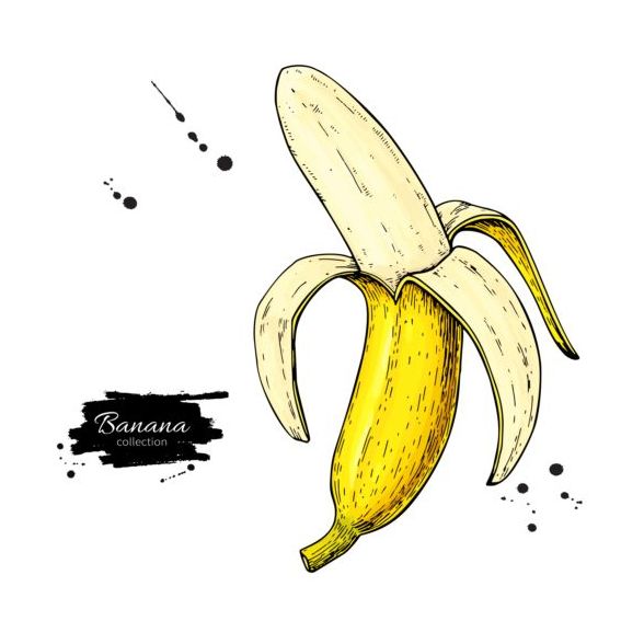 Banana hand darwing vector material 04