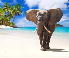 Beach walking elephant Stock Photo