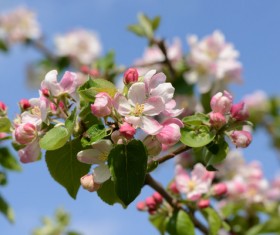 Beautiful blooming flowers HD picture