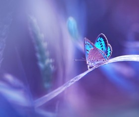 Beautiful butterfly 01