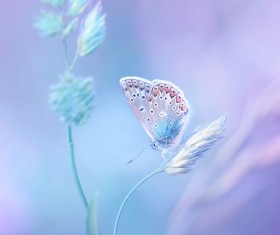 Beautiful butterfly 02
