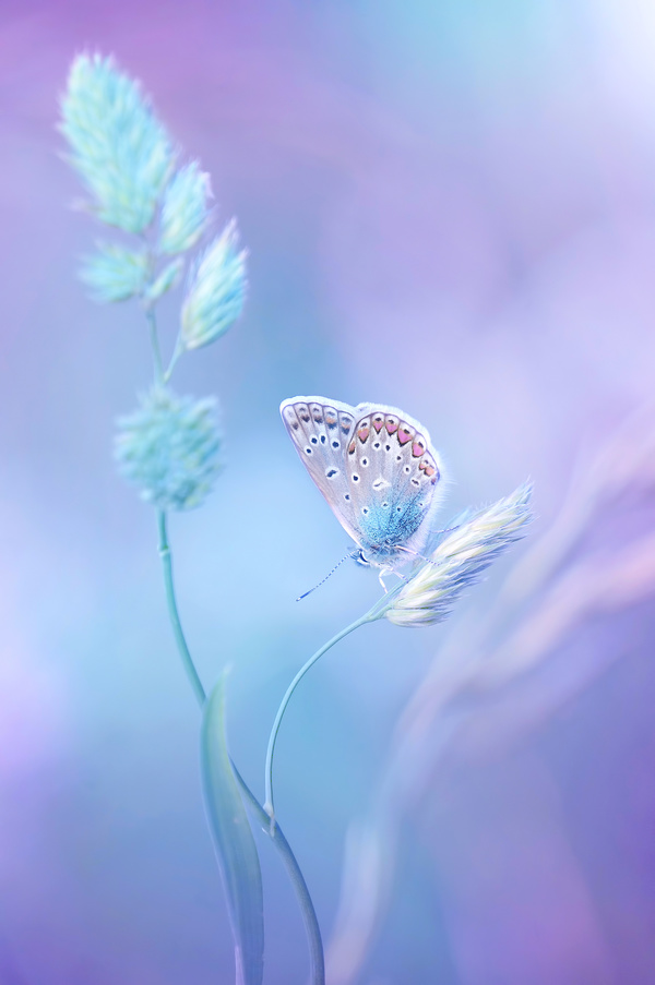 Beautiful butterfly 02