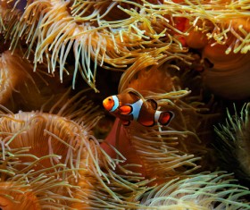 Beautiful clownfish Stock Photo