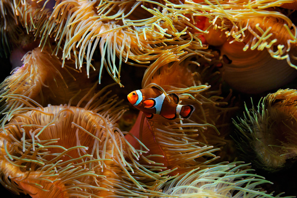 Beautiful clownfish Stock Photo