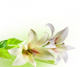 Beautiful flowers HD picture 04