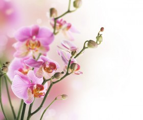 Beautiful flowers HD picture 06