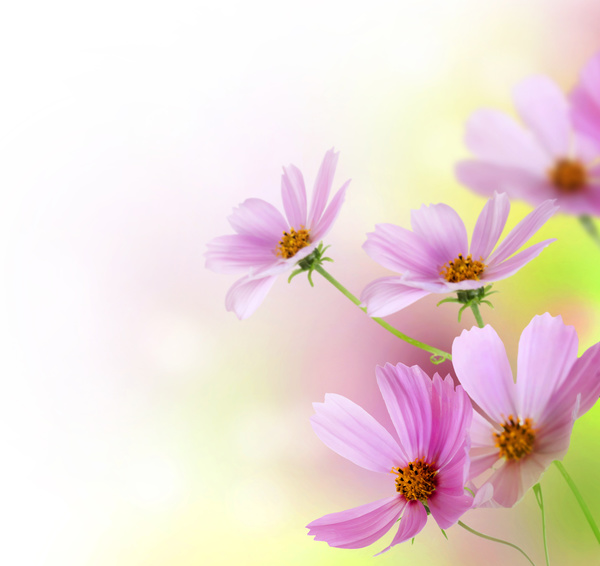 Beautiful flowers HD picture 10
