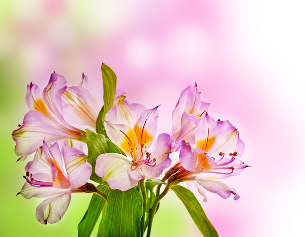 Beautiful flowers HD picture 15