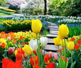 Beautiful garden plants HD picture