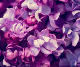 Beautiful lilac petals Stock Photo 01