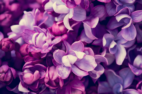 Beautiful lilac petals Stock Photo 01