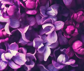 Beautiful lilac petals Stock Photo 02