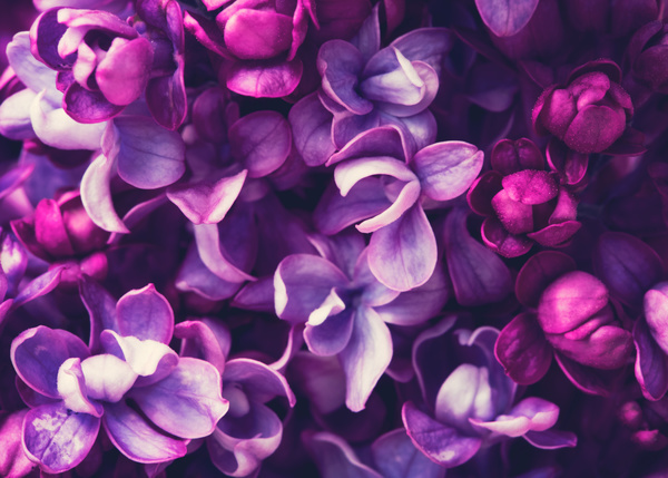 Beautiful lilac petals Stock Photo 02