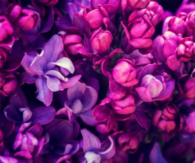 Beautiful lilac petals Stock Photo 03