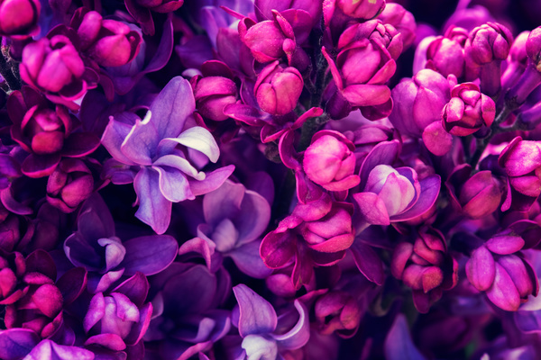 Beautiful lilac petals Stock Photo 03