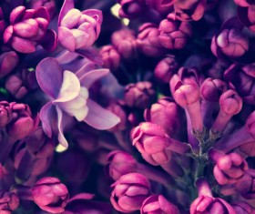 Beautiful lilac petals Stock Photo 04