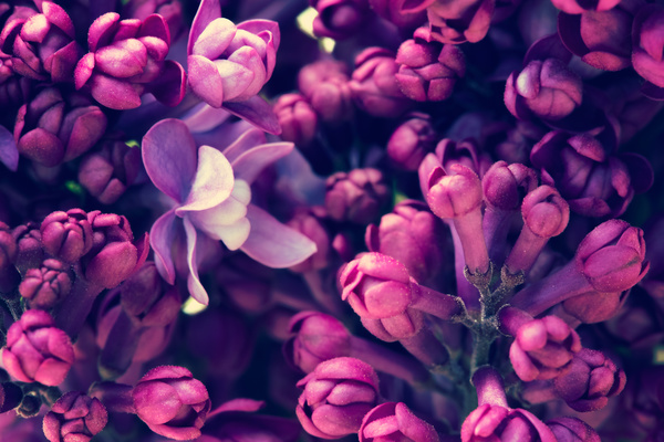 Beautiful lilac petals Stock Photo 04