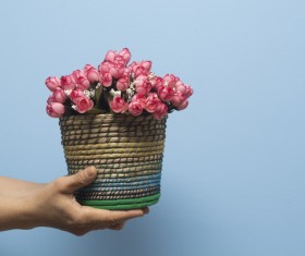 Beautiful pink flowers HD picture