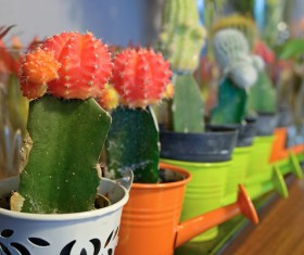 Beautiful prickly pots HD picture