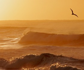 Beautiful sunset sea view with seagulls HD picture