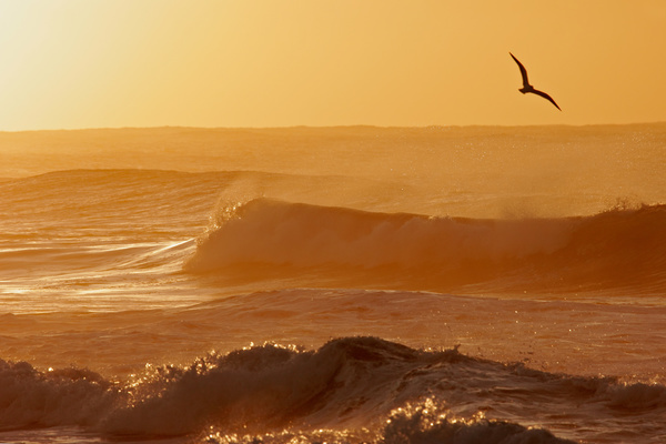 Beautiful sunset sea view with seagulls HD picture