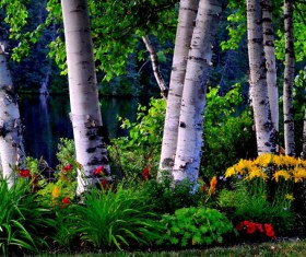 Birch forest painting Stock Photo