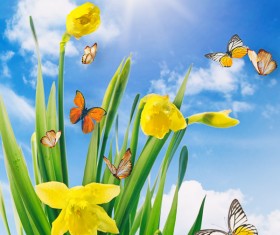 Blue sky background Narcissus with butterfly HD picture
