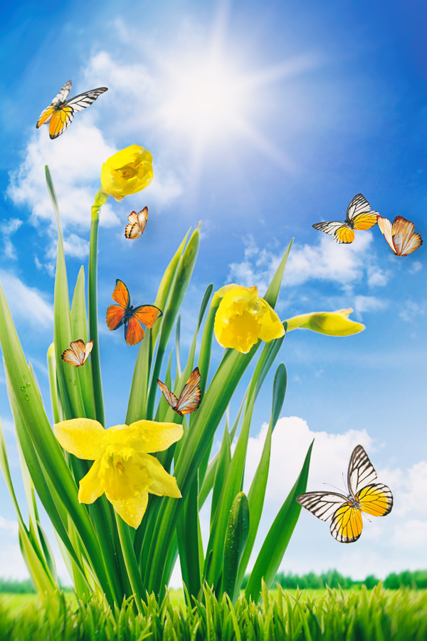 Blue sky background Narcissus with butterfly HD picture