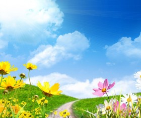 Blue sky background and colorful wildflowers HD picture