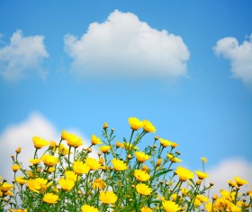 Blue sky background with beautiful little yellow flowers HD picture