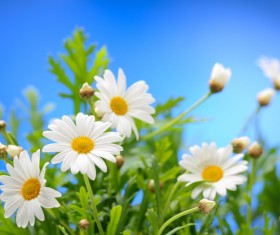 Blue sky background with beautiful white flowers HD picture 01