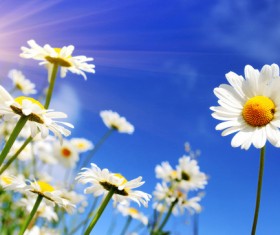 Blue sky background with beautiful white flowers HD picture 02