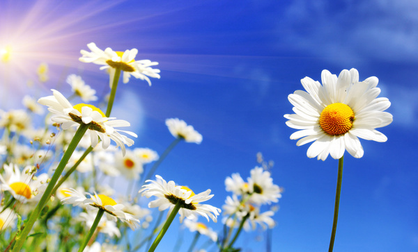 Blue sky background with beautiful white flowers HD picture 02