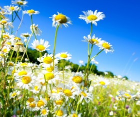 Blue sky background with beautiful wildflowers HD picture