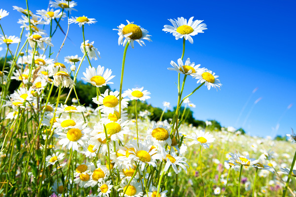 Blue sky background with beautiful wildflowers HD picture