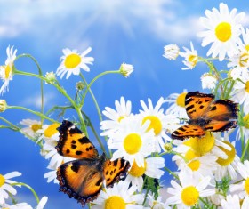 Blue sky background with beautiful wildflowers and butterflies HD picture