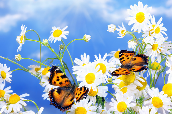Blue sky background with beautiful wildflowers and butterflies HD picture