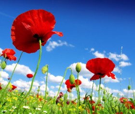 Blue sky background with bright red poppies HD picture 01