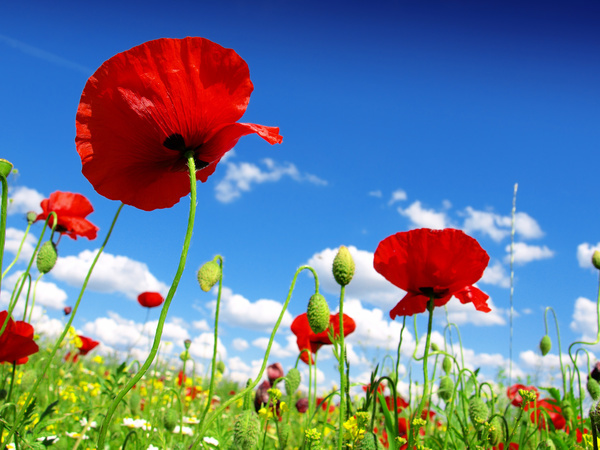 Blue sky background with bright red poppies HD picture 01 free download