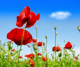 Blue sky background with bright red poppies HD picture 02