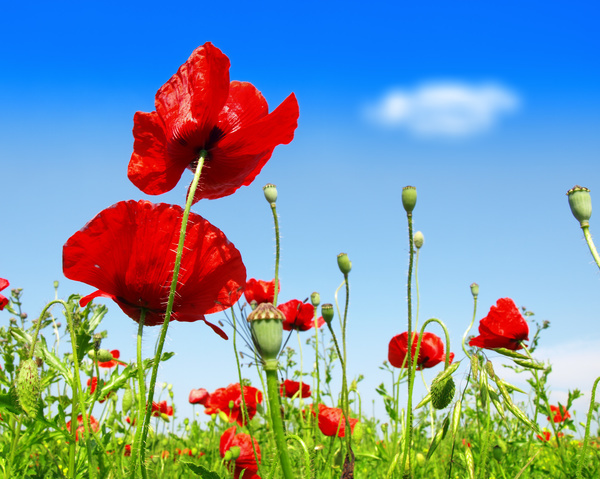 Blue sky background with bright red poppies HD picture 02 free download